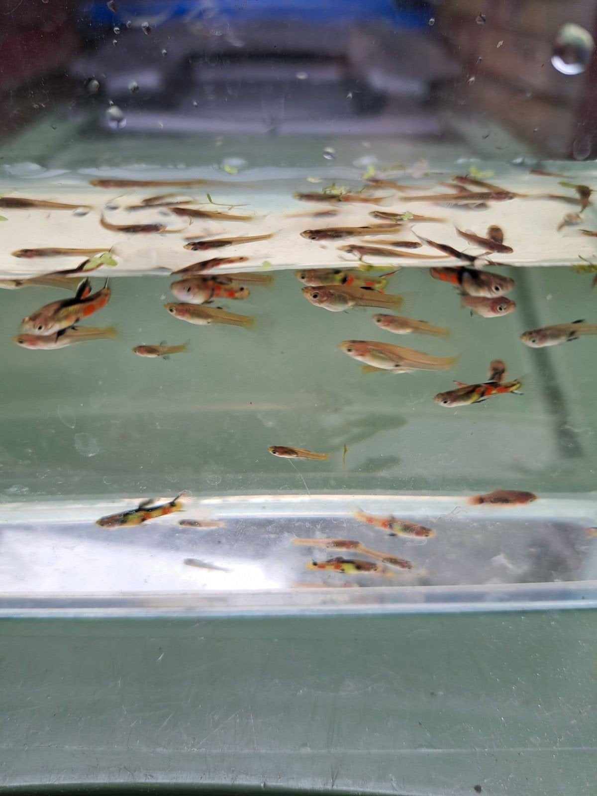 mix endler guppen, Dieren en Toebehoren, Vis
