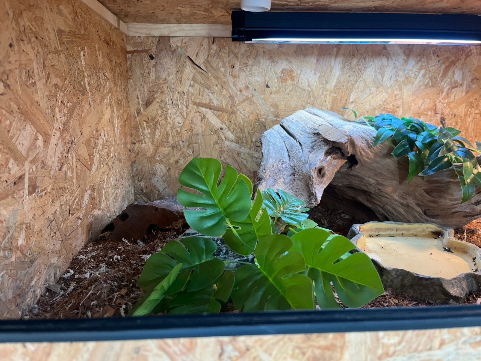 Blauwtong skink + compleet osb terrarium Blue Tongue Skink photo 8