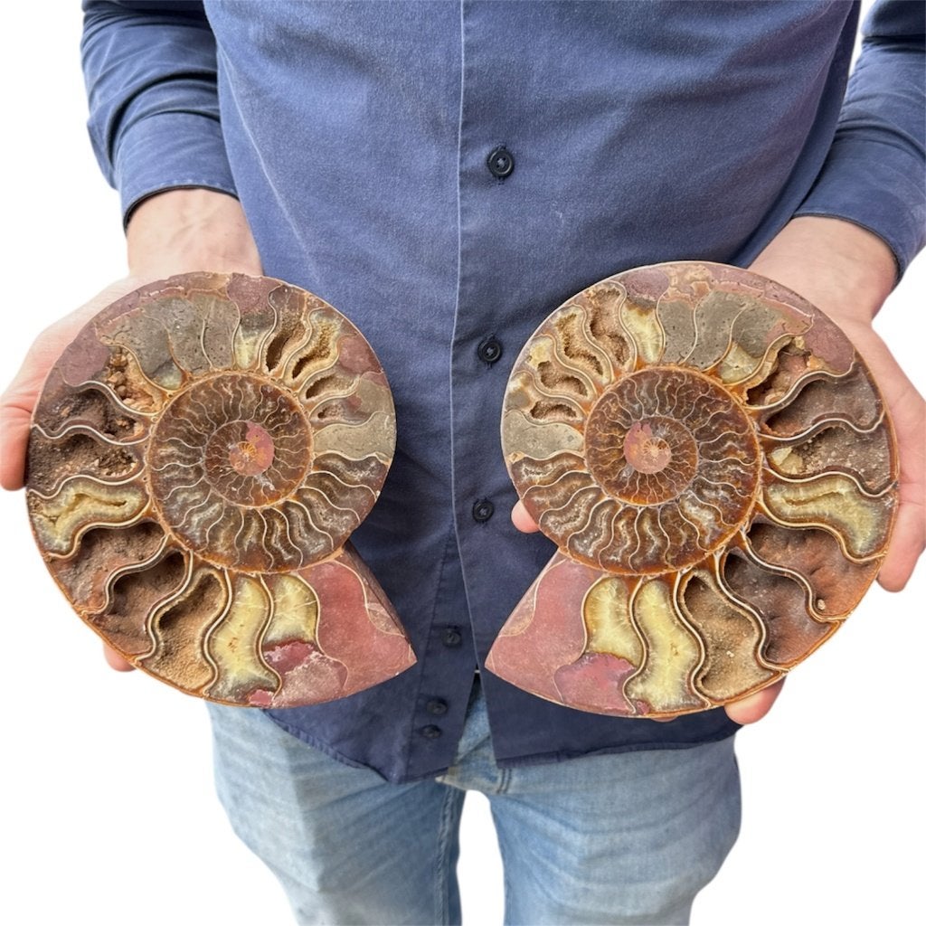 Madagaskar Ammoniet set L, Ophalen of Verzenden, Nieuw, Overige soorten, Overige typen