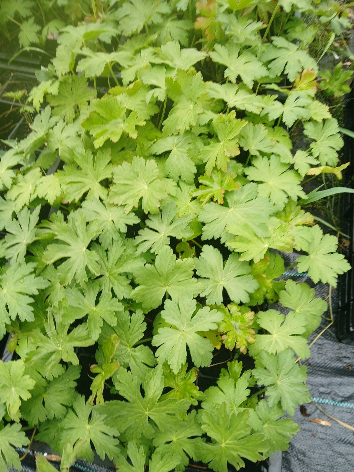 geranium macrorphyzum, Ophalen, Bodembedekkers