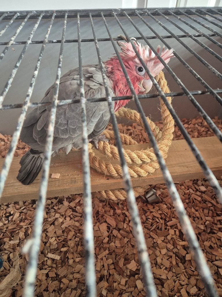 Hele mooie roze kaketoe 10 weken, Dieren en Toebehoren, Vogels | Parkieten en Papegaaien, Mannelijk, Papegaai, Tam