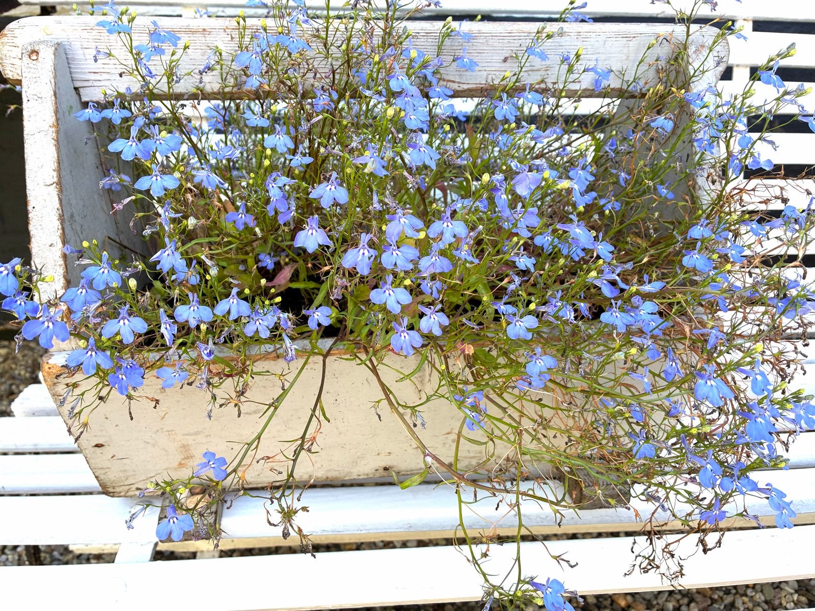 Brocante Houten  timmermansbak  met blauwe Lobelia's, Ophalen