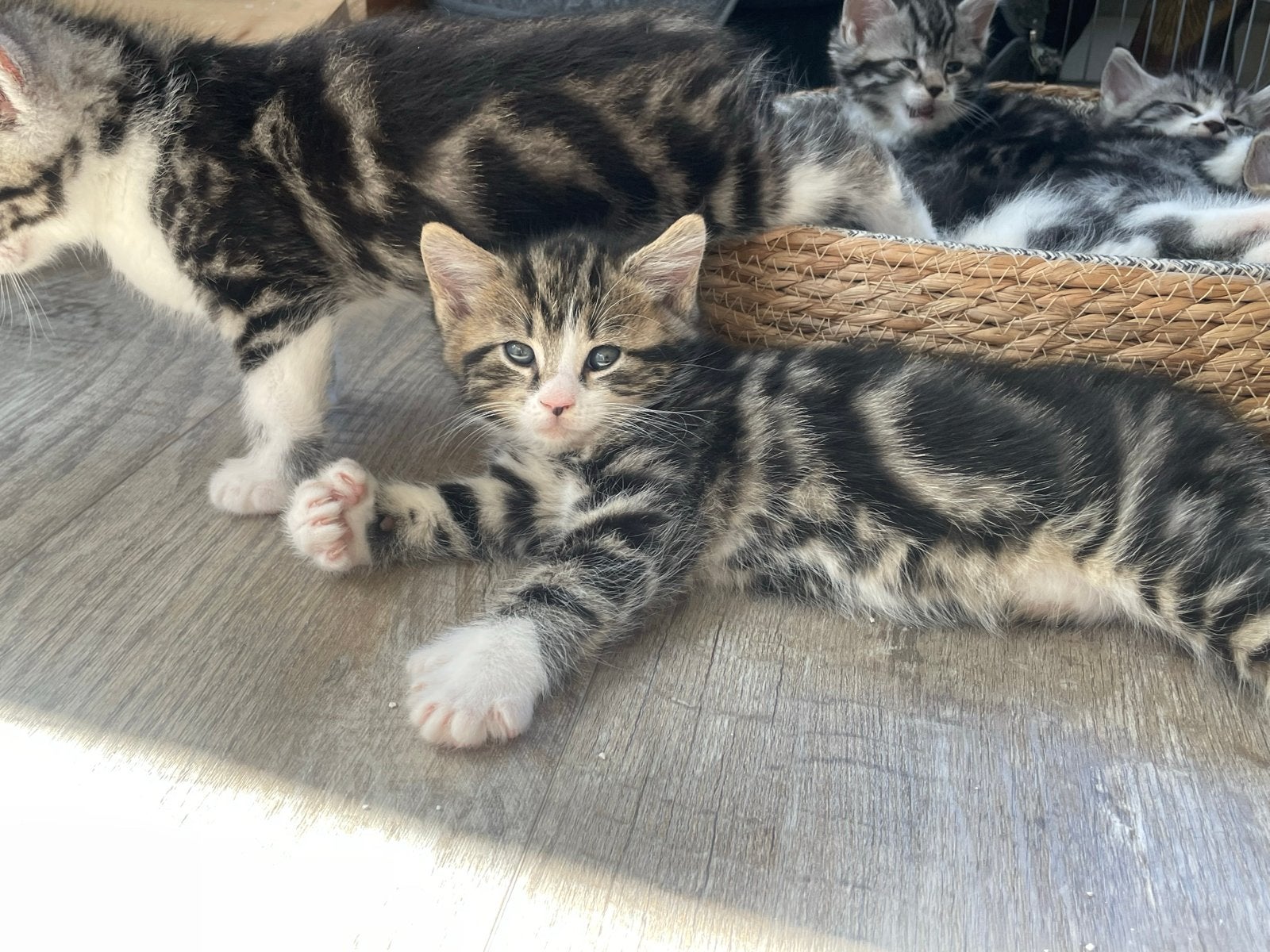 Polydactyl kitten zoekt gouden mandje., Meerdere dieren