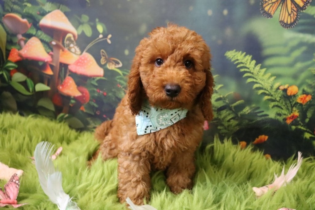 Mini/Medium Australian labradoodle pups, Dieren en Toebehoren, Parvo, Nederland, Overige rassen, 8 tot 15 weken