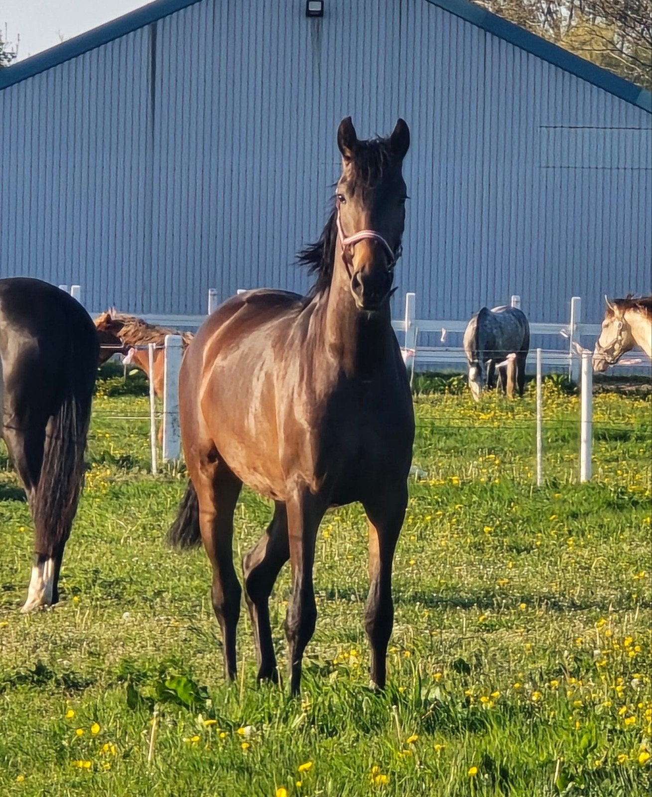 Knappe 2 jarige PRE merrie donkerbruin pearl, Dieren en Toebehoren, Merrie, Minder dan 160 cm, Met stamboom, Niet van toepassing