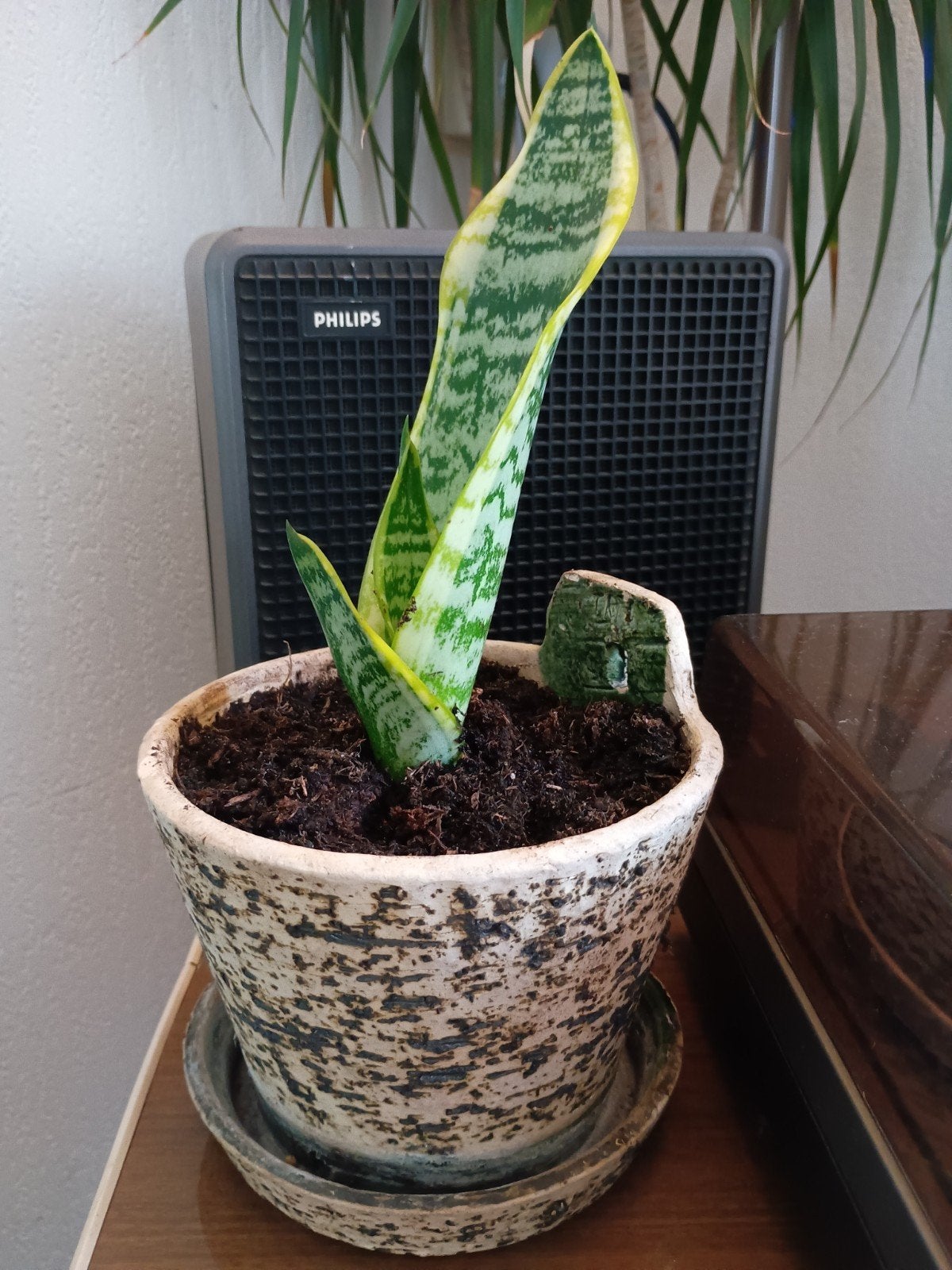 Vintage Chamotte aardewerk bloempot met Sanseveria plant, Ophalen, Vetplant, Halfschaduw, In pot