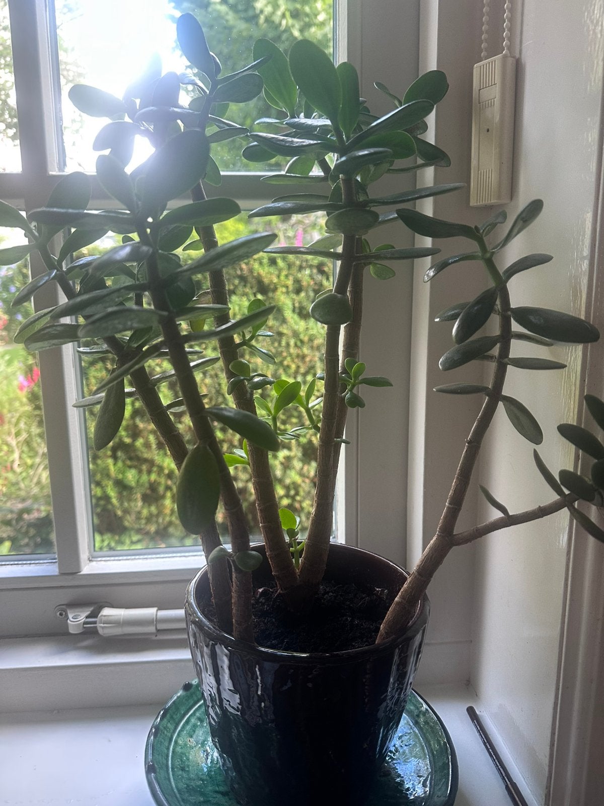 Geldboom ( Crassula ), Huis en Inrichting, Ophalen, Overige soorten, In pot, Minder dan 100 cm