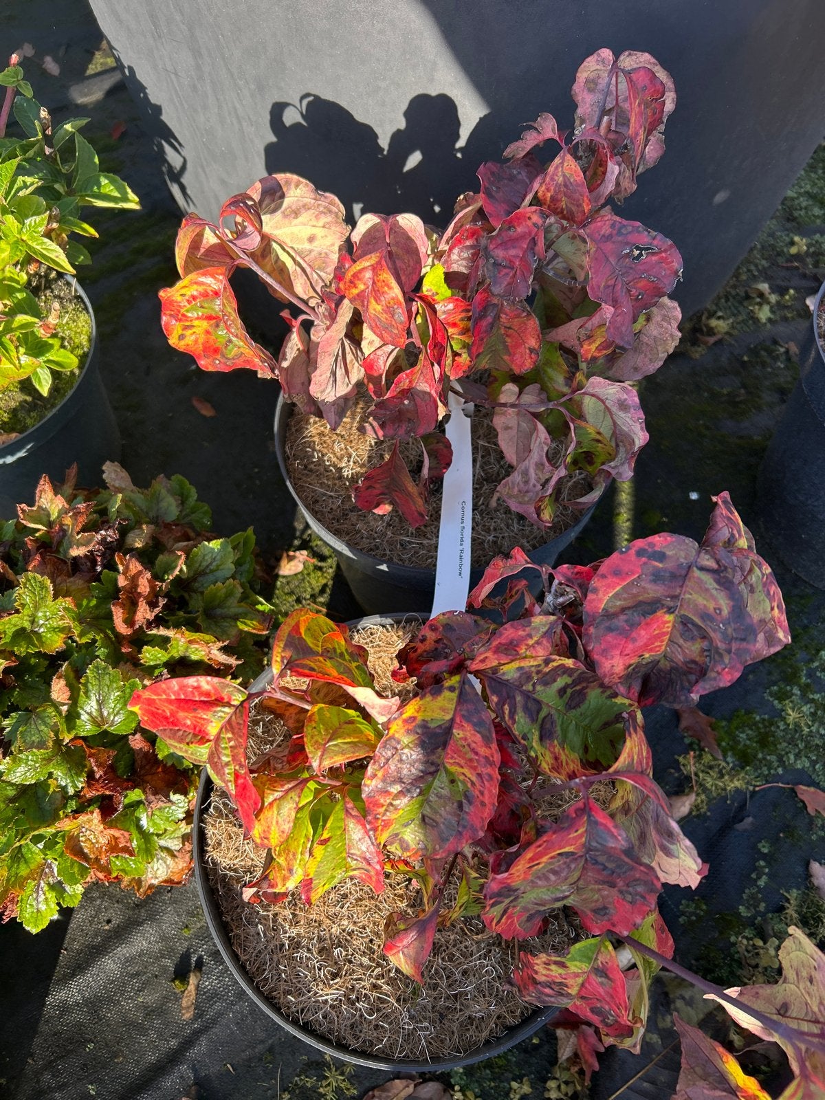 Cornus florida 'Rainbow' in 7,5 liter pot, Vaste plant, Halfschaduw, Lente, Ophalen