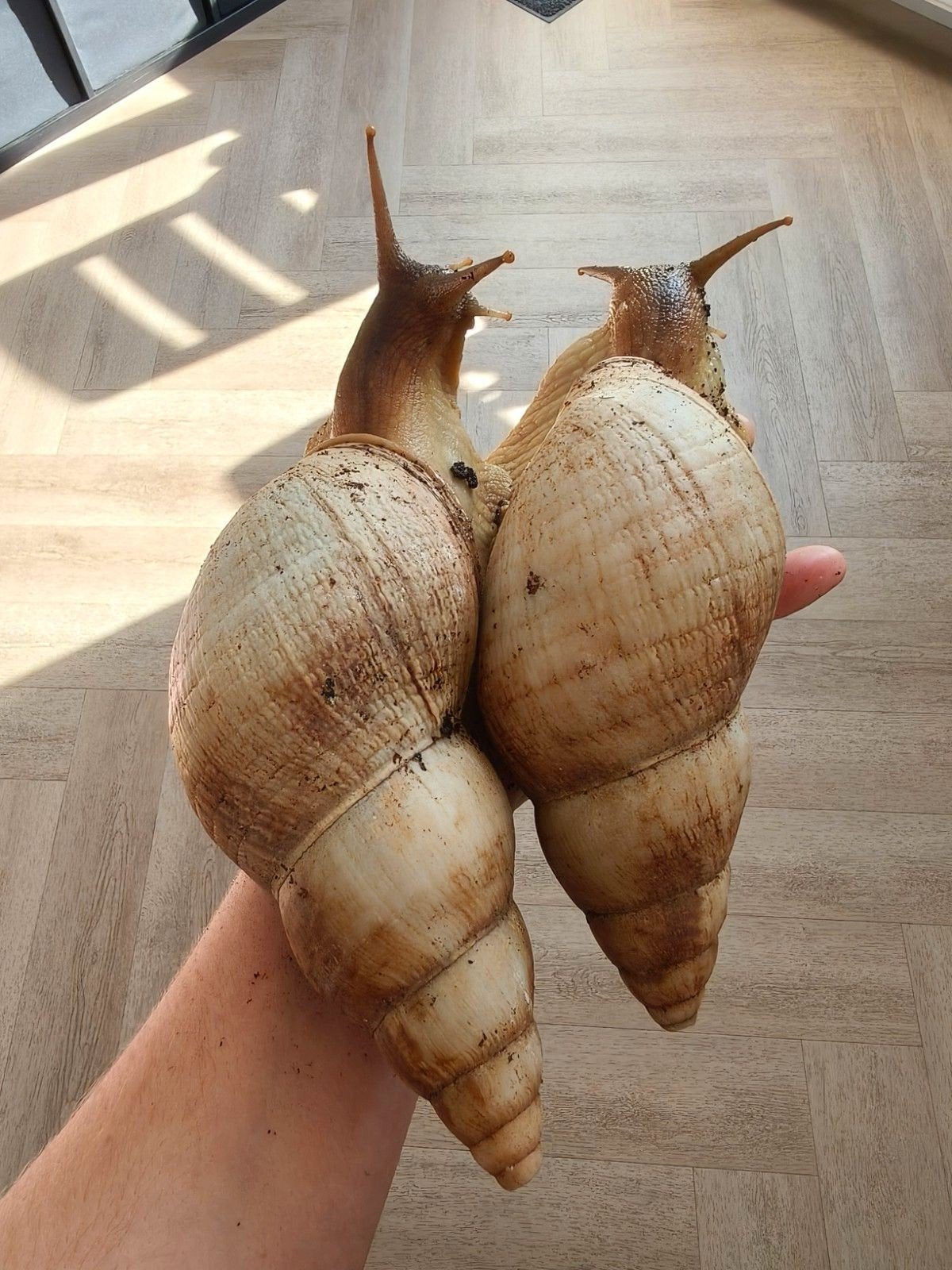 Gezocht archachatina Marginata Ovum en achatina Reticulata, Januari, Meerdere dieren