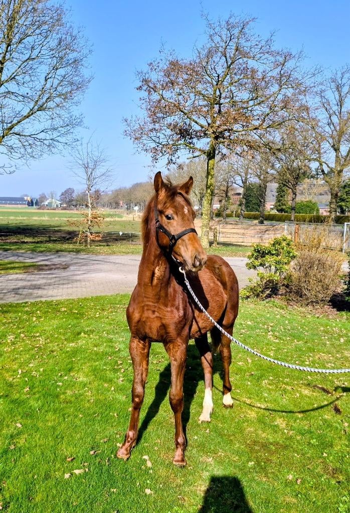 Veelbelovende dressuur hengst jaarling, Dieren en Toebehoren, Paarden, Minder dan 160 cm, Met stamboom, Niet van toepassing, Dressuurpaard