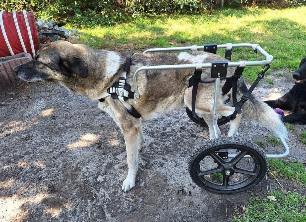 Rolstoel, weinig gebruikt, middelgroot/grotere honden, Ophalen of Verzenden, Zo goed als nieuw