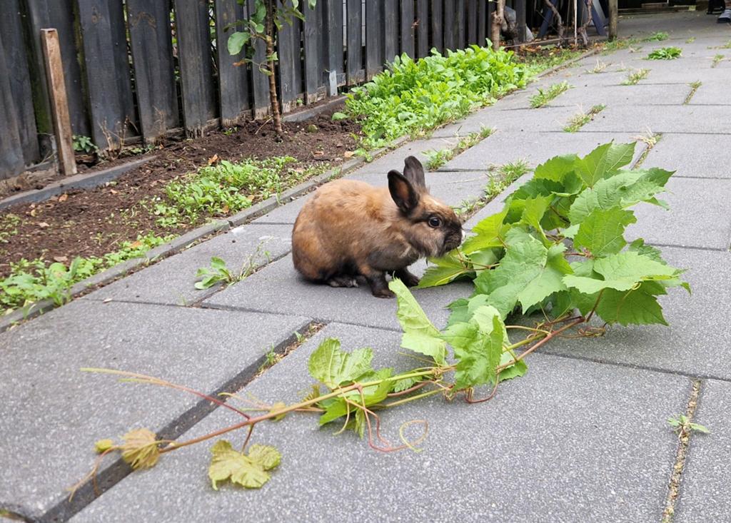 Bruine dwergkonijn - meisje - 2 jaar oud, Dieren en Toebehoren, Konijnen, Vrouwelijk, Dwerg