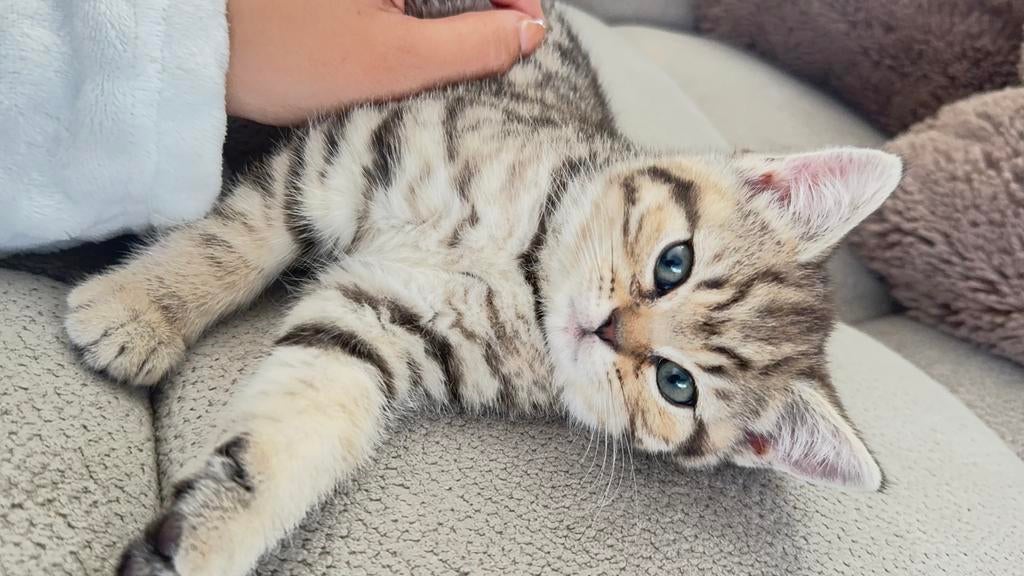 Laatste kitten brits 100%, Poes, Ontwormd