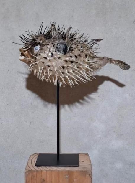Opgezette egelvis ballonvis purpucine, Verzamelen, Dierenverzamelingen, Ophalen of Verzenden, Nieuw, Vogel, Opgezet dier