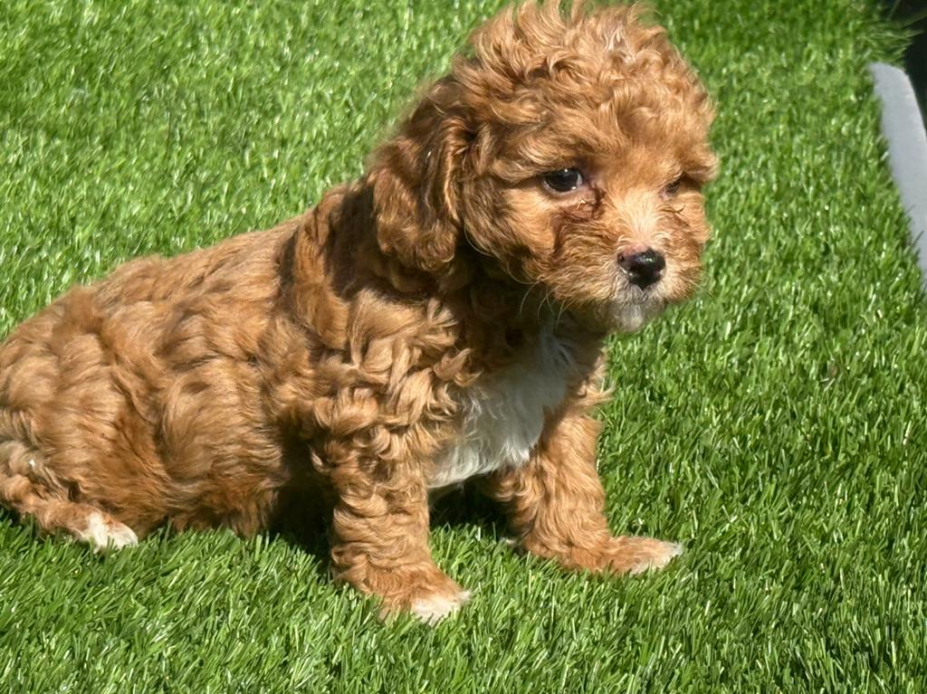 Maltipoo dwerg poedel x maltezer pups, Dieren en Toebehoren, Honden | Retrievers, Spaniëls en Waterhonden, Nederland, Parvo, Overige rassen