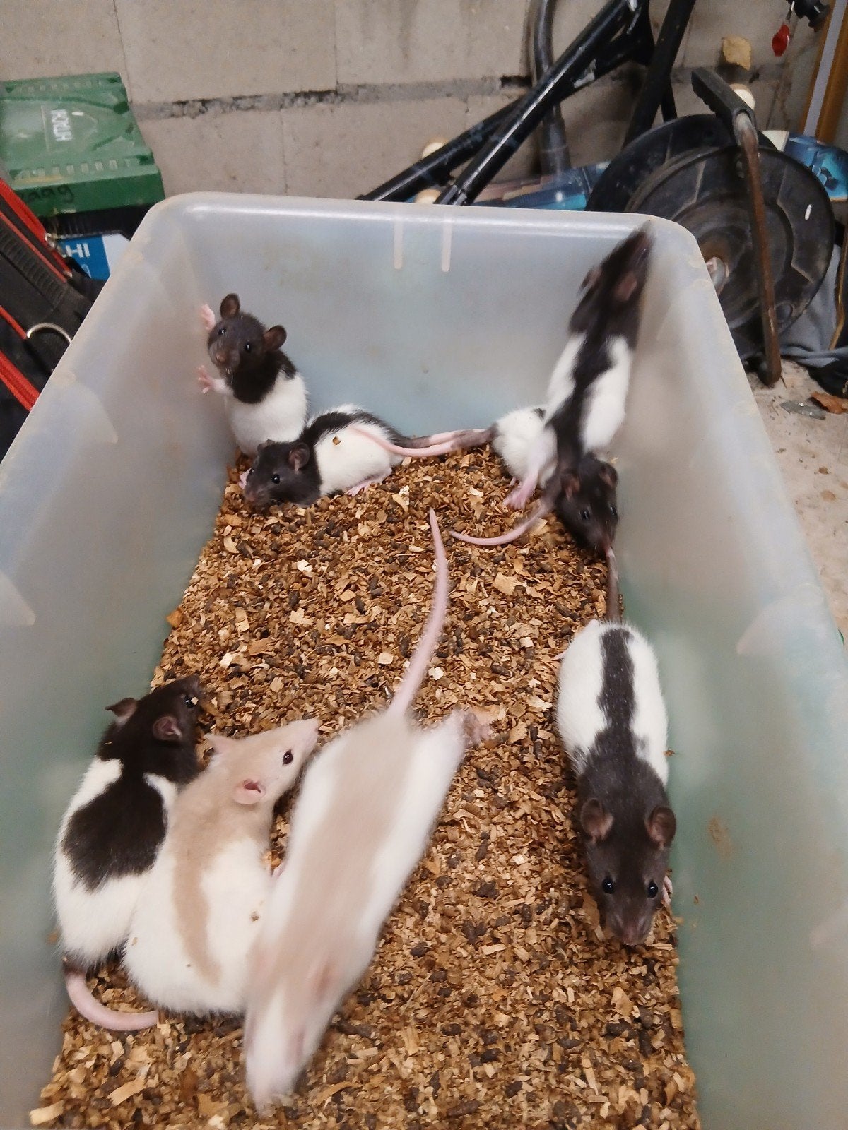 Ratten alle leeftijden, handtam,, Dieren en Toebehoren, Mei, Meerdere dieren, Tam