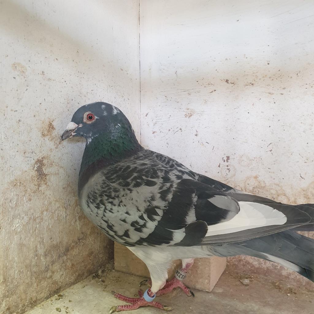 POSTDUIVEN PRACHT DOFFER DIRK vd BULK  KITTEL  !!!!!, Dieren en Toebehoren, Mannelijk, Postduif