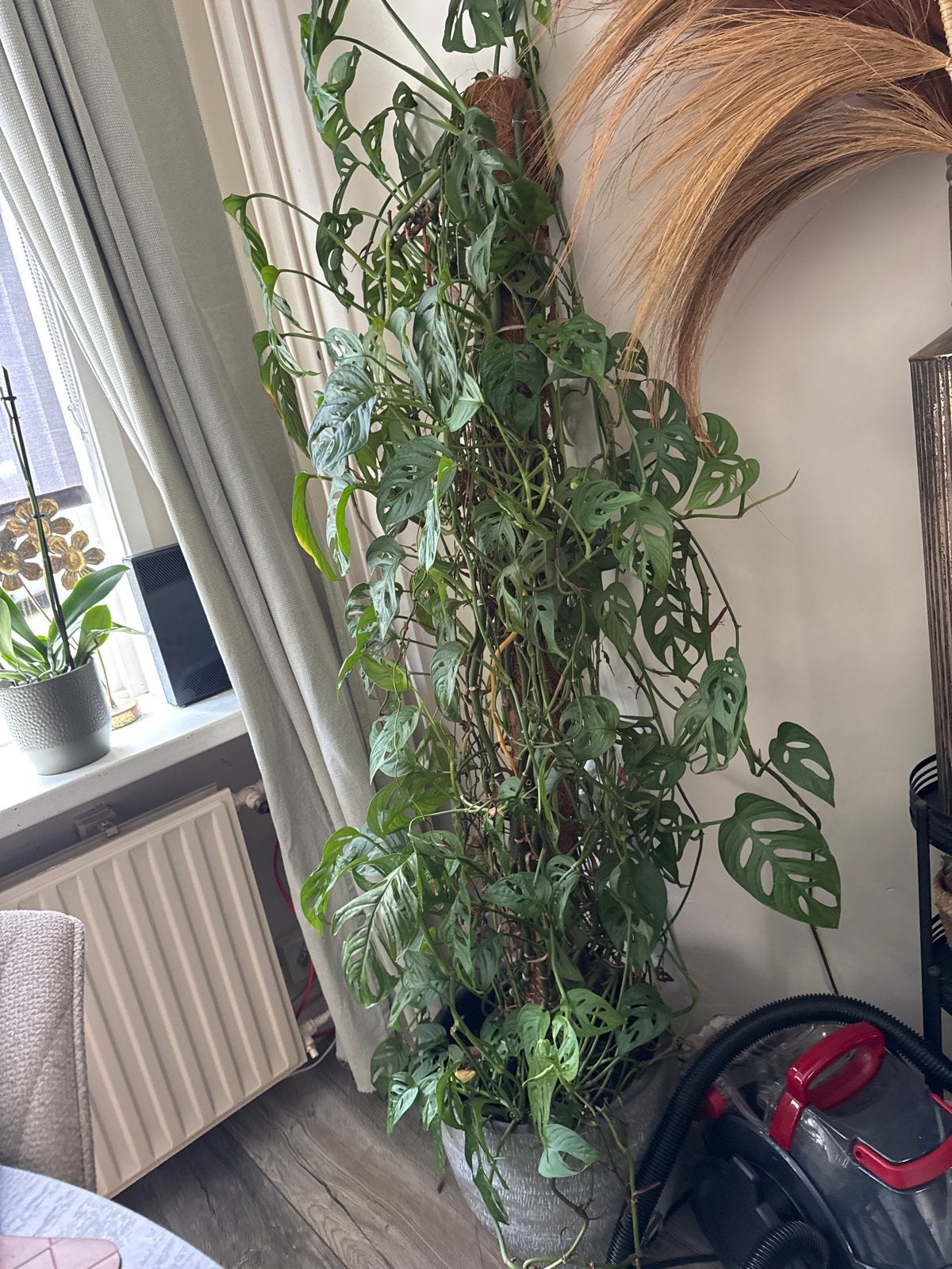 Grote Monstera Adansonii (Monkey Mask) met bloempot, Ophalen of Verzenden, Zo goed als nieuw, Grijs, Steen/keramiek
