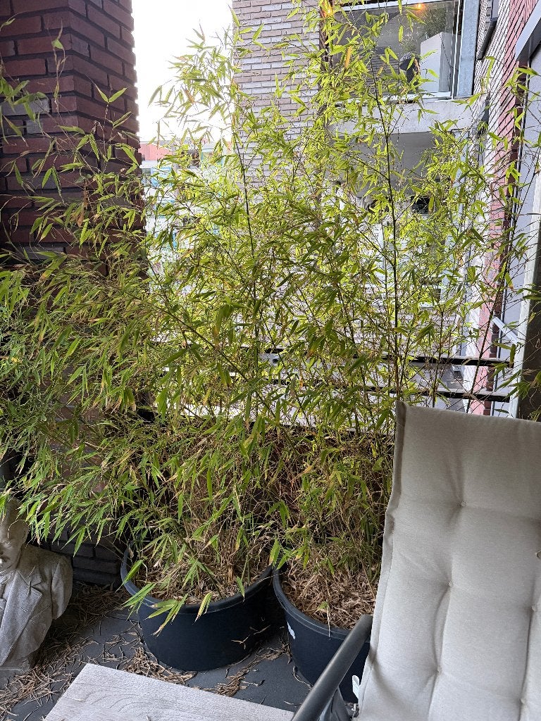 Groenblijvende bamboe 180-200 cm hoog, Tuin en Terras, Planten | Tuinplanten, Vaste plant, Siergrassen, Ophalen of Verzenden, Bloeit niet