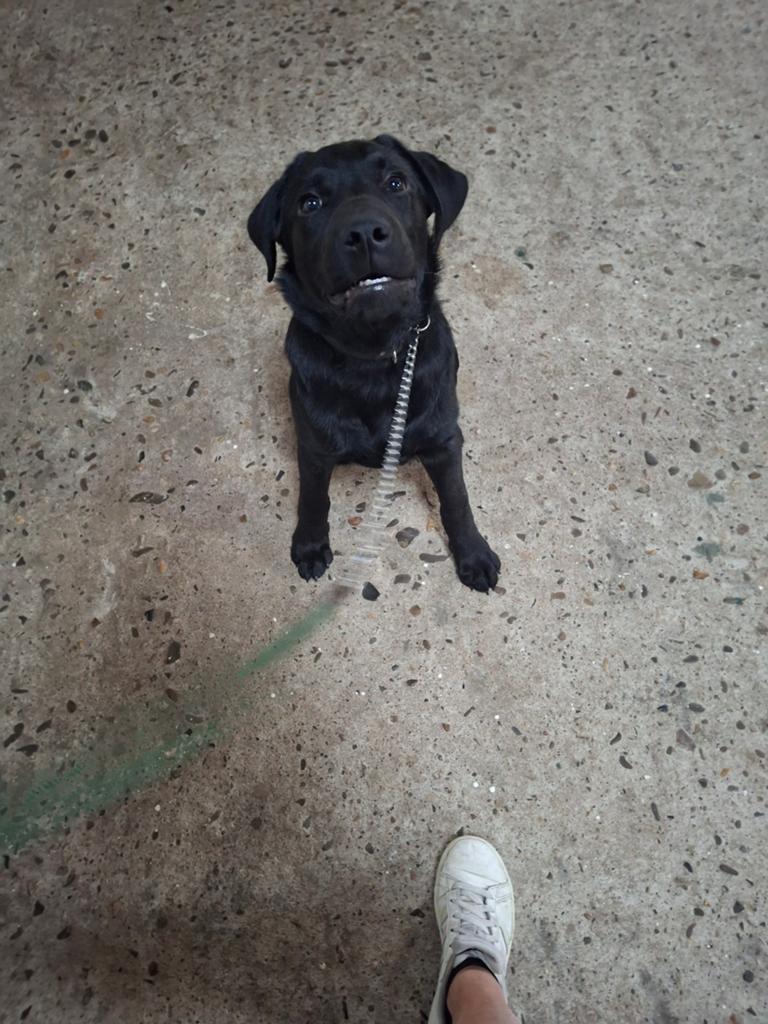Labrador pup 5 maanden oud., 15 weken tot 1 jaar, Reu, Labrador retriever, Parvo