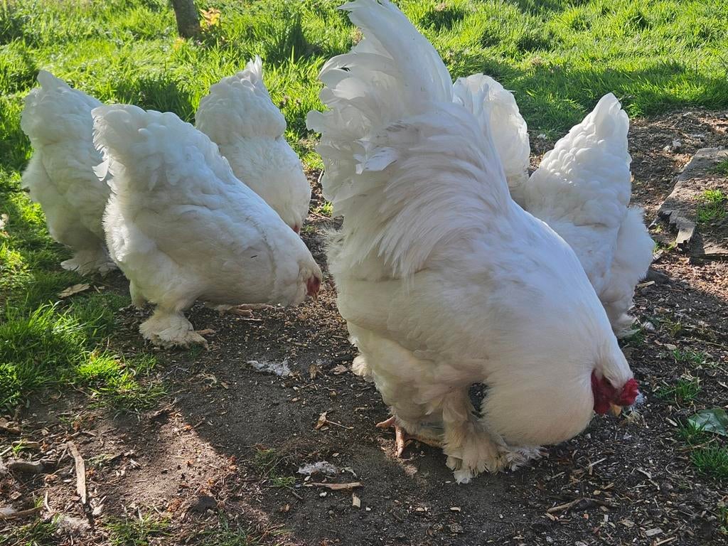 Grote Witte Brahma Broedeieren – TT Kwaliteit, Meerdere dieren, Kip