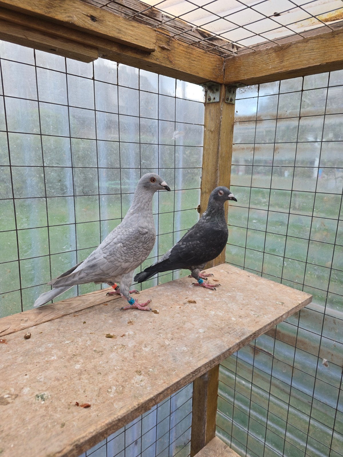 Opal spread postduiven duiven te koop, Dieren en Toebehoren, Meerdere dieren, Postduif
