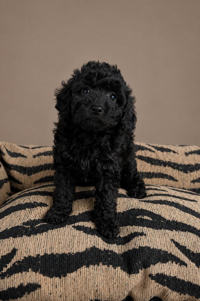 Toy x dwerg poedel pups, Dieren en Toebehoren, Honden | Chihuahua's en Gezelschapshonden, Poedel, Parvo, Nederland, 8 tot 15 weken