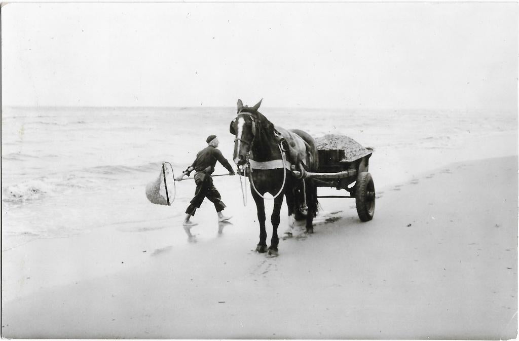 Schelpenvisser, paard, wagen, visnet, Verzenden, 1960 tot 1980, Ongelopen, Noord-Holland