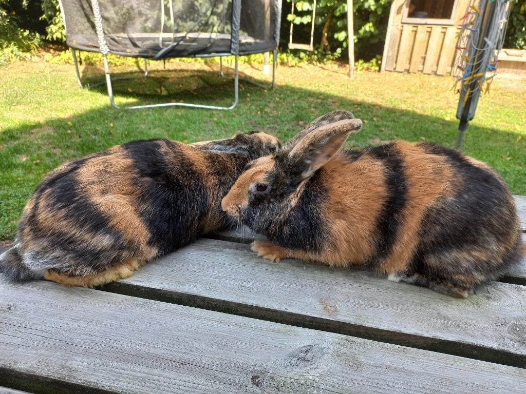 Japanners te koop, Dieren en Toebehoren, Vrouwelijk, Middelgroot, 0 tot 2 jaar