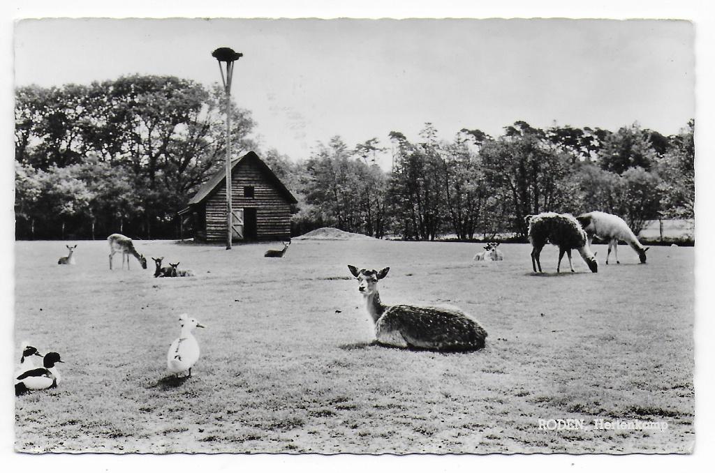Roden Hertenkamp   Ongelopen   Ansichtkaart  (B8337), Ophalen of Verzenden, 1960 tot 1980, Ongelopen