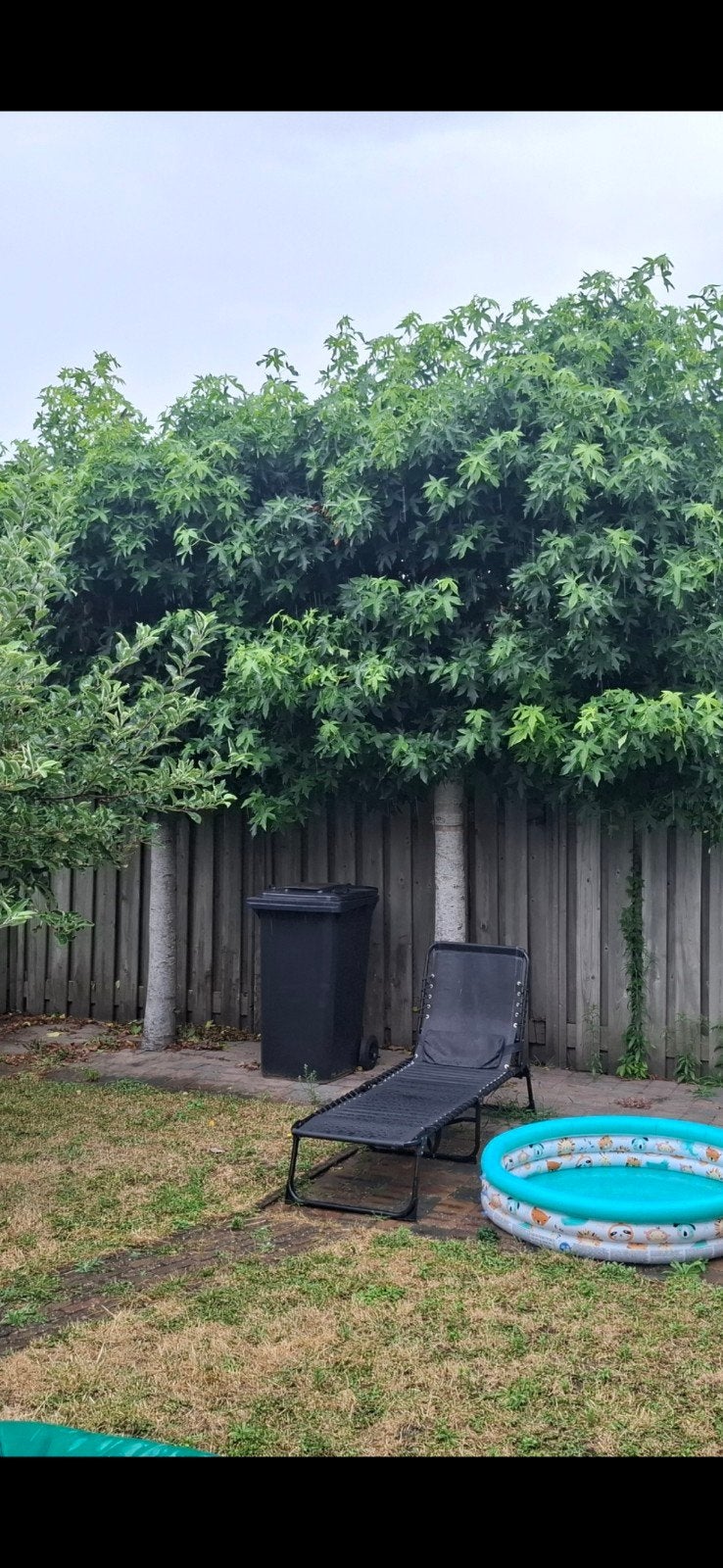 lei amberbomen, Tuin en Terras, Planten | Bomen, Ophalen, Bloeit niet, Leiboom, Halfschaduw