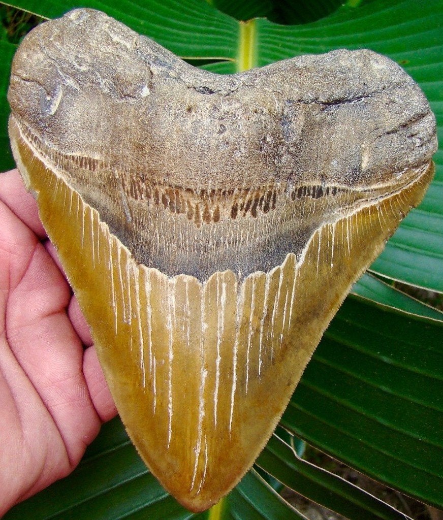 Zeer grote Megalodon haaientand, 14.9 cm, Ophalen of Verzenden, Fossiel