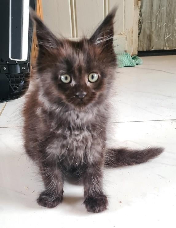 Prachtige maine coons, Dieren en Toebehoren, Katten en Kittens | Raskatten | Langhaar, Meerdere dieren, Ontwormd, 0 tot 2 jaar