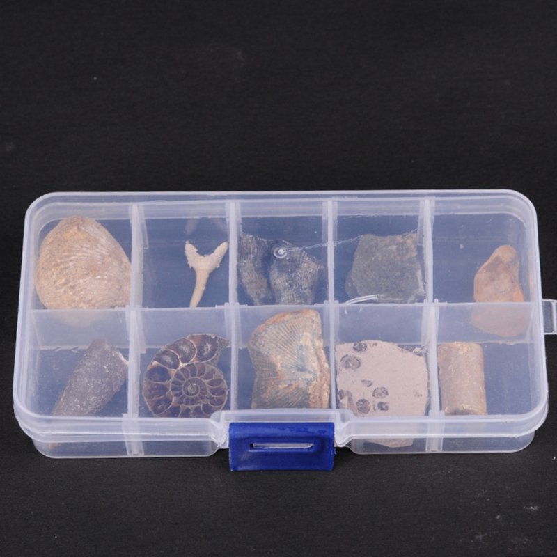 Fossielen Set / Fossiel Steen Mineraal Koraal Trilobiet, Verzamelen, Mineralen en Fossielen, Verzenden, Fossiel