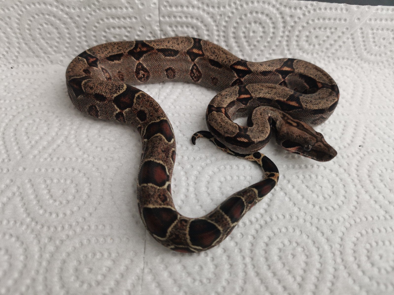 Boa : 0.1 wk 100% het albino leopard, Dieren en Toebehoren, Slang, 0 tot 2 jaar