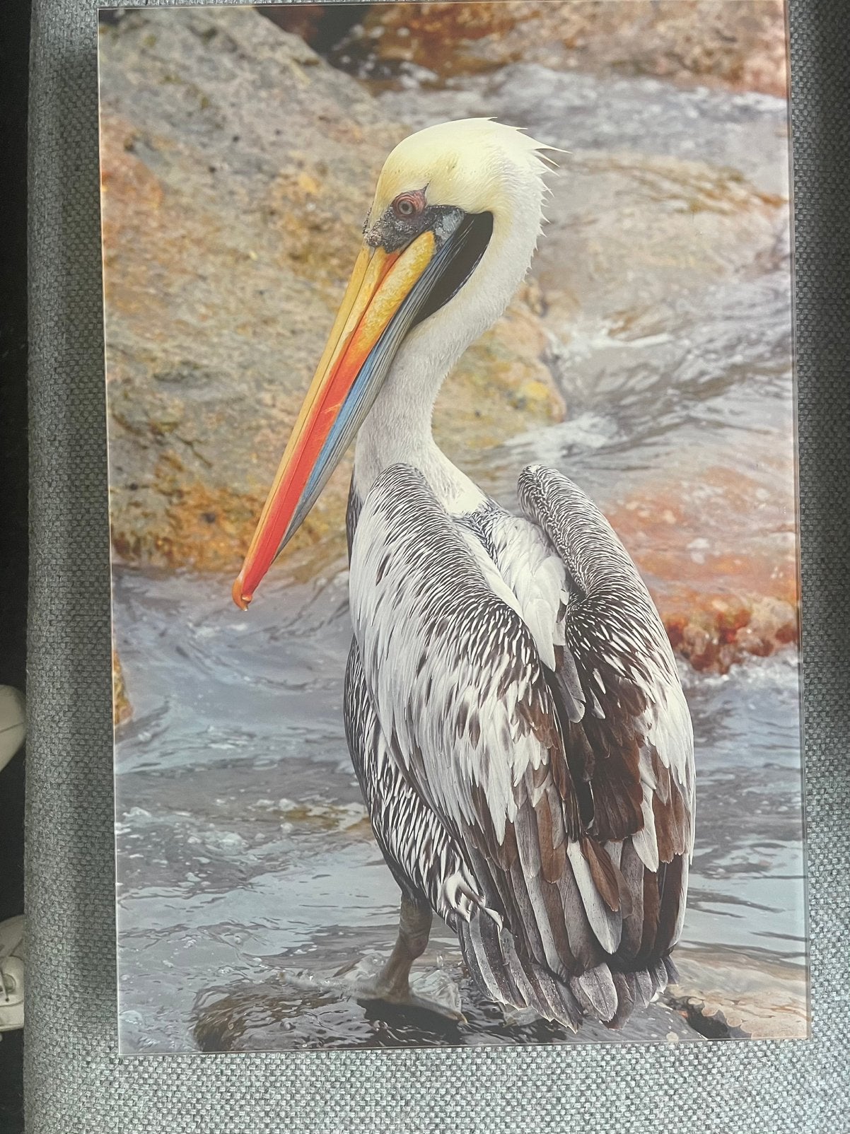 Foto op dibond met perspex, Ophalen of Verzenden, Zo goed als nieuw, Foto of Poster
