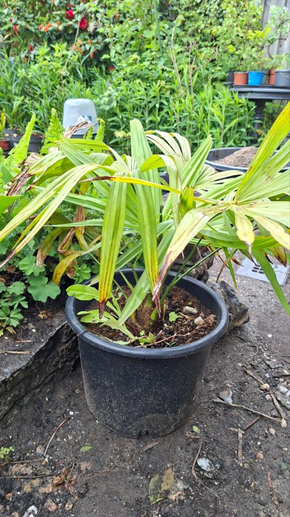 Trachycarpus fortunei (Waaierpalm), Ophalen of Verzenden, Overige soorten, Volle zon