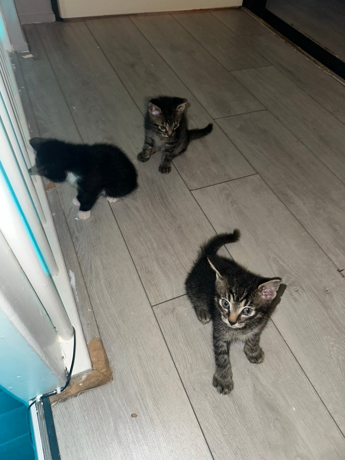 Kittens, Dieren en Toebehoren, Katten en Kittens | Overige Katten