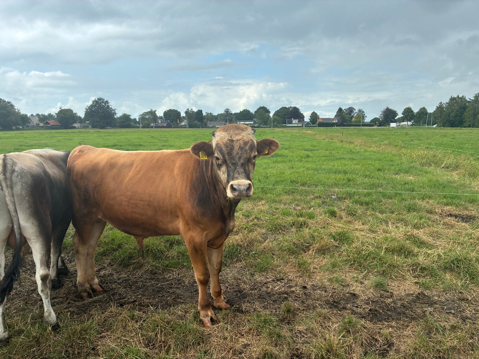 Skal gecertificeerde Jersey stier te koop, Dieren en Toebehoren, Runderen, Mannelijk