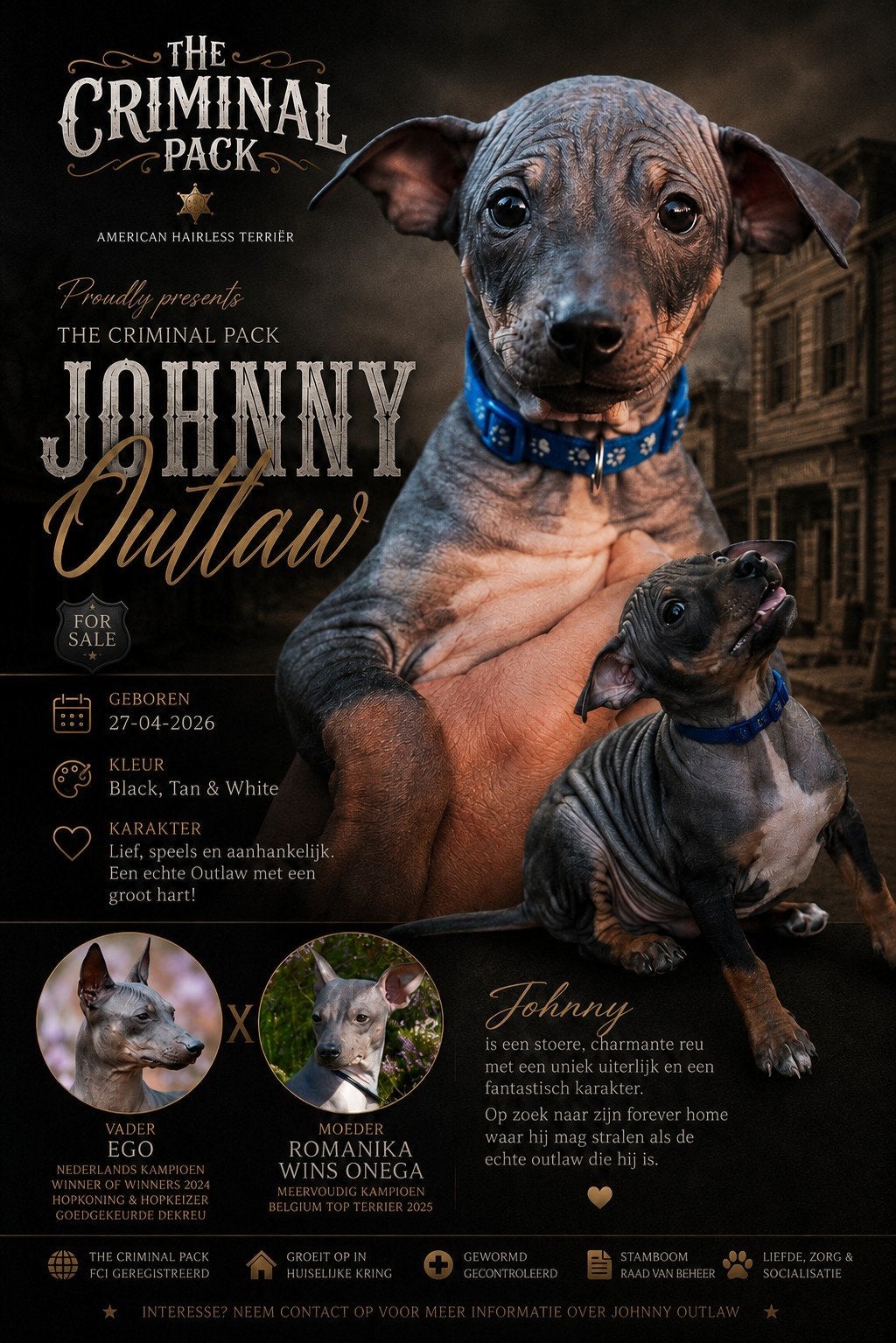 American hairless terrier/Amerikaanse Naakthond, Dieren en Toebehoren, Eén hond, Nederland, Fokker | Hobbymatig, Reu