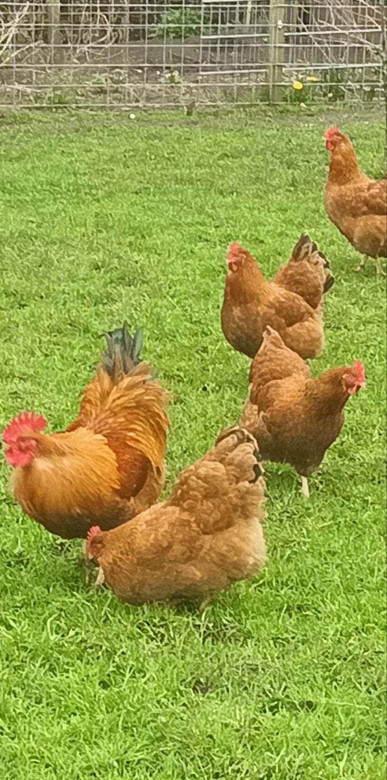 newhamshir hanen, Dieren en Toebehoren