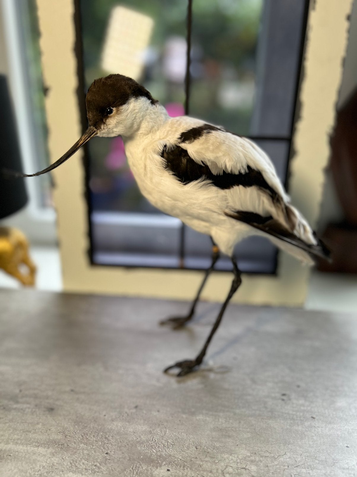 Opgezette Kluut, geringd, Ophalen of Verzenden, Vogel, Opgezet dier