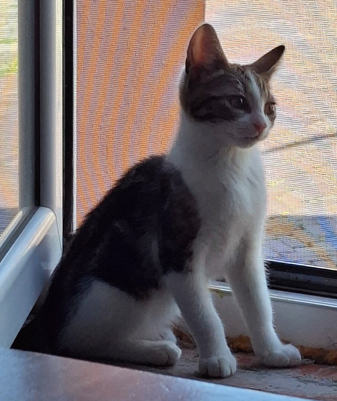 Kitten poesje 10 week, Poes, Kortharig, 0 tot 2 jaar