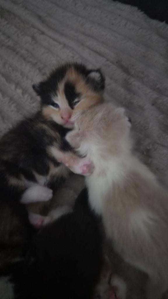 Nestje kittens brits/europees, Meerdere dieren, Ontwormd