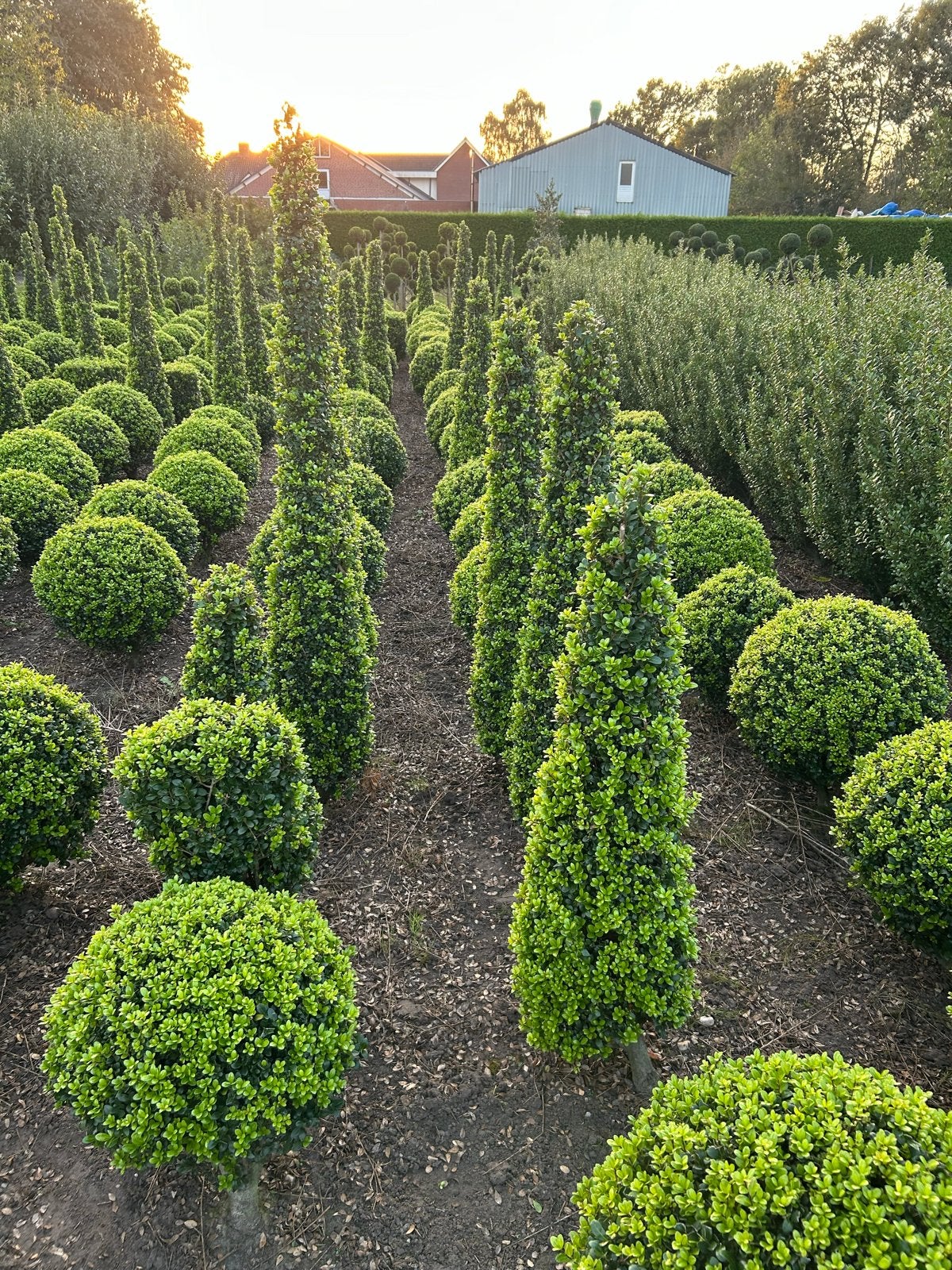 Ilex Crenata: Japanse Hulst voor een Groene Tuin, Vaste plant, Bloeit niet, Halfschaduw, Ophalen