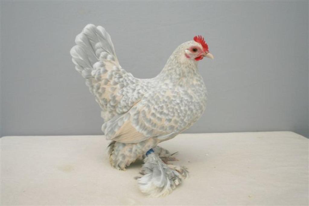 sabelpoot, Dieren en Toebehoren, Pluimvee, Meerdere dieren, Kip