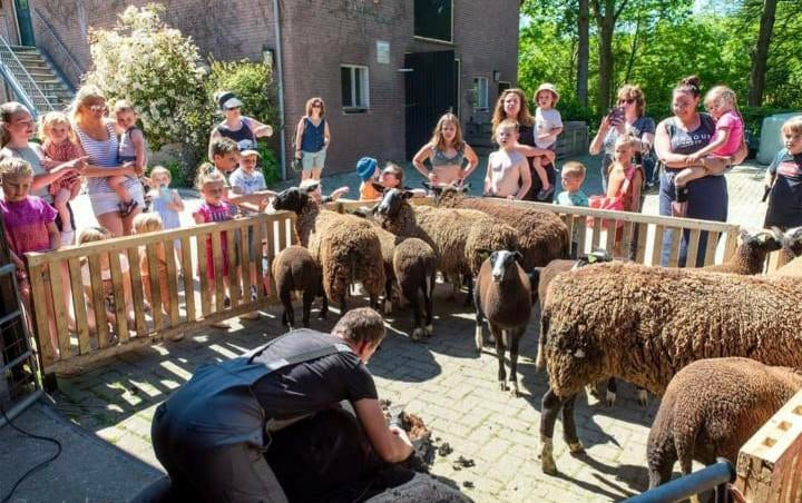 Schapen/alpaca/geiten scheren bekappen., Komt aan huis, Verzorging