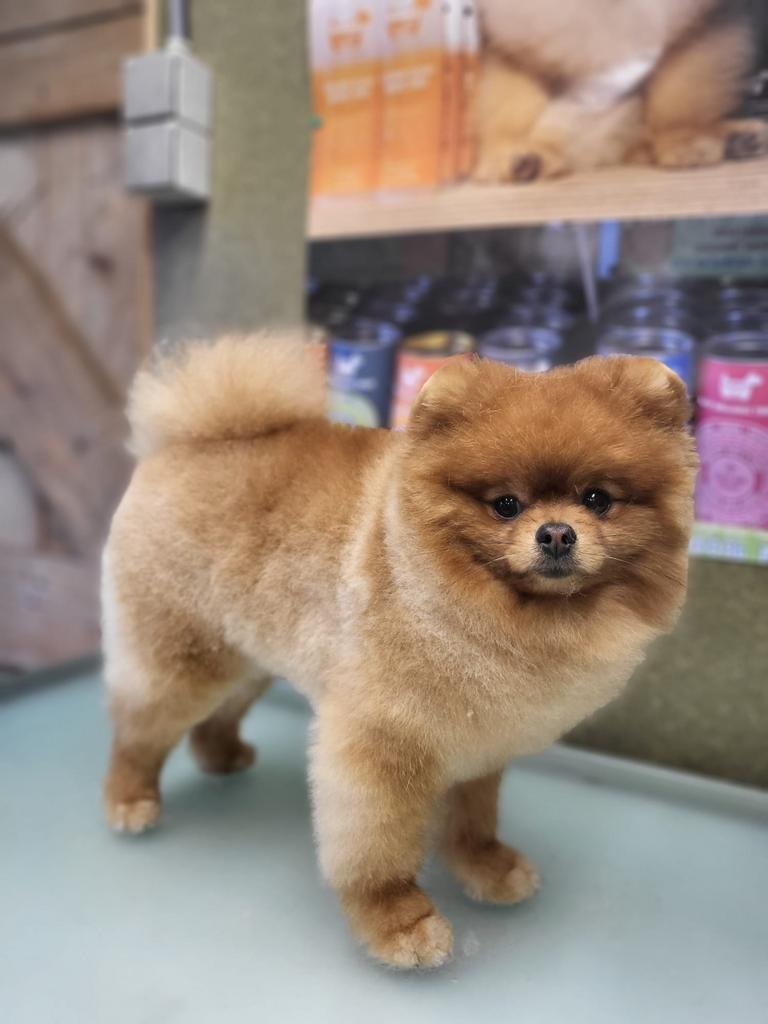 Pomeranian dekreu, Particulier, Reu, Buitenland, Parvo