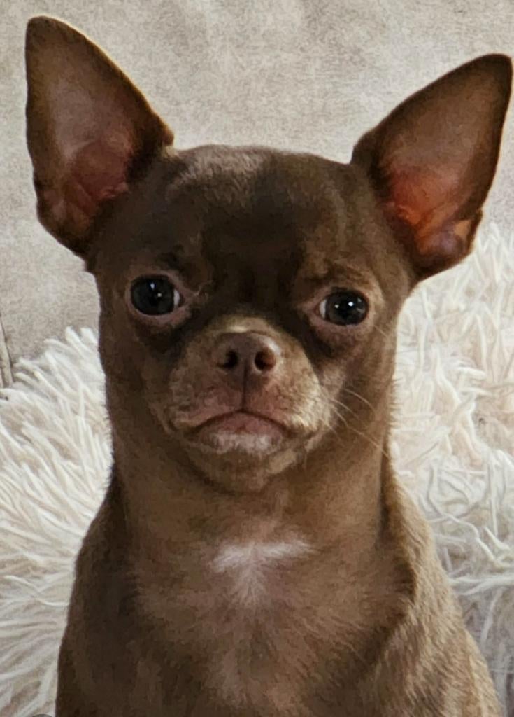 Chihuahua dekreu, Dieren en Toebehoren, Reu, Parvo, Eén hond, 3 tot 5 jaar
