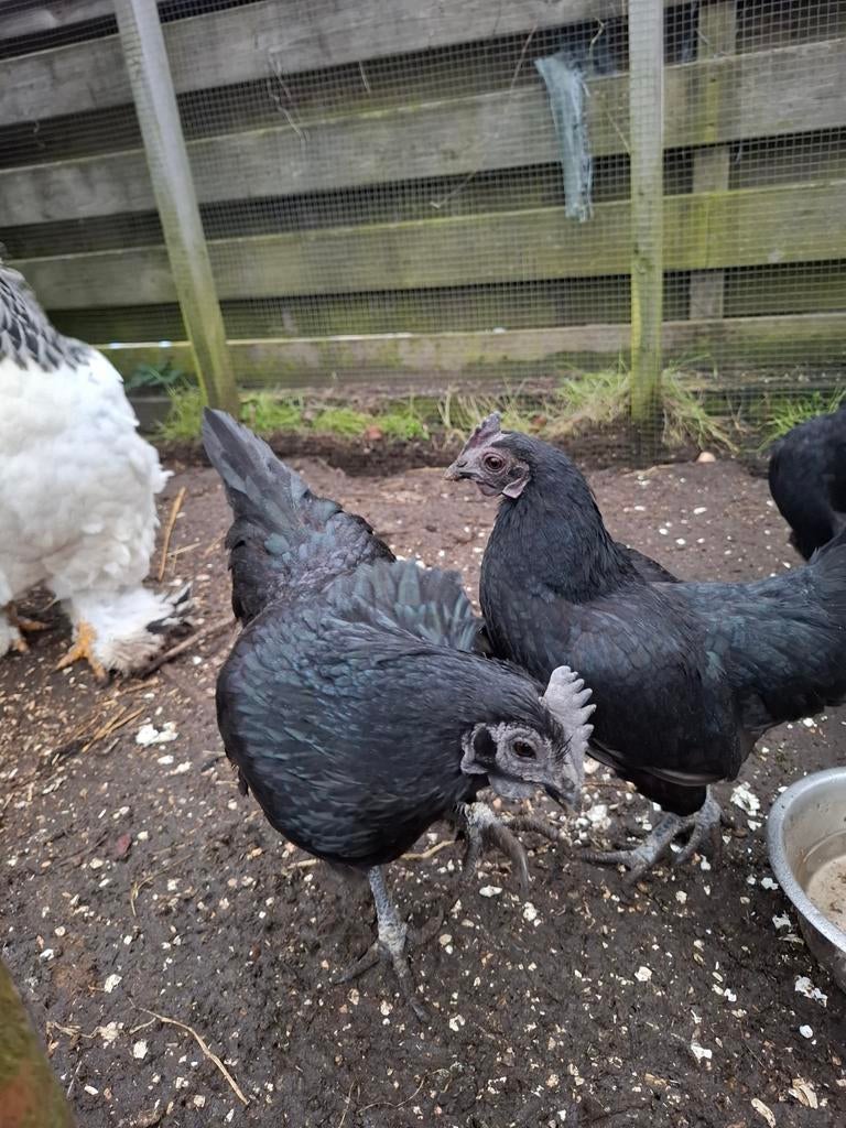 Ayam cemani hennen, Dieren en Toebehoren, Pluimvee, Vrouwelijk, Kip